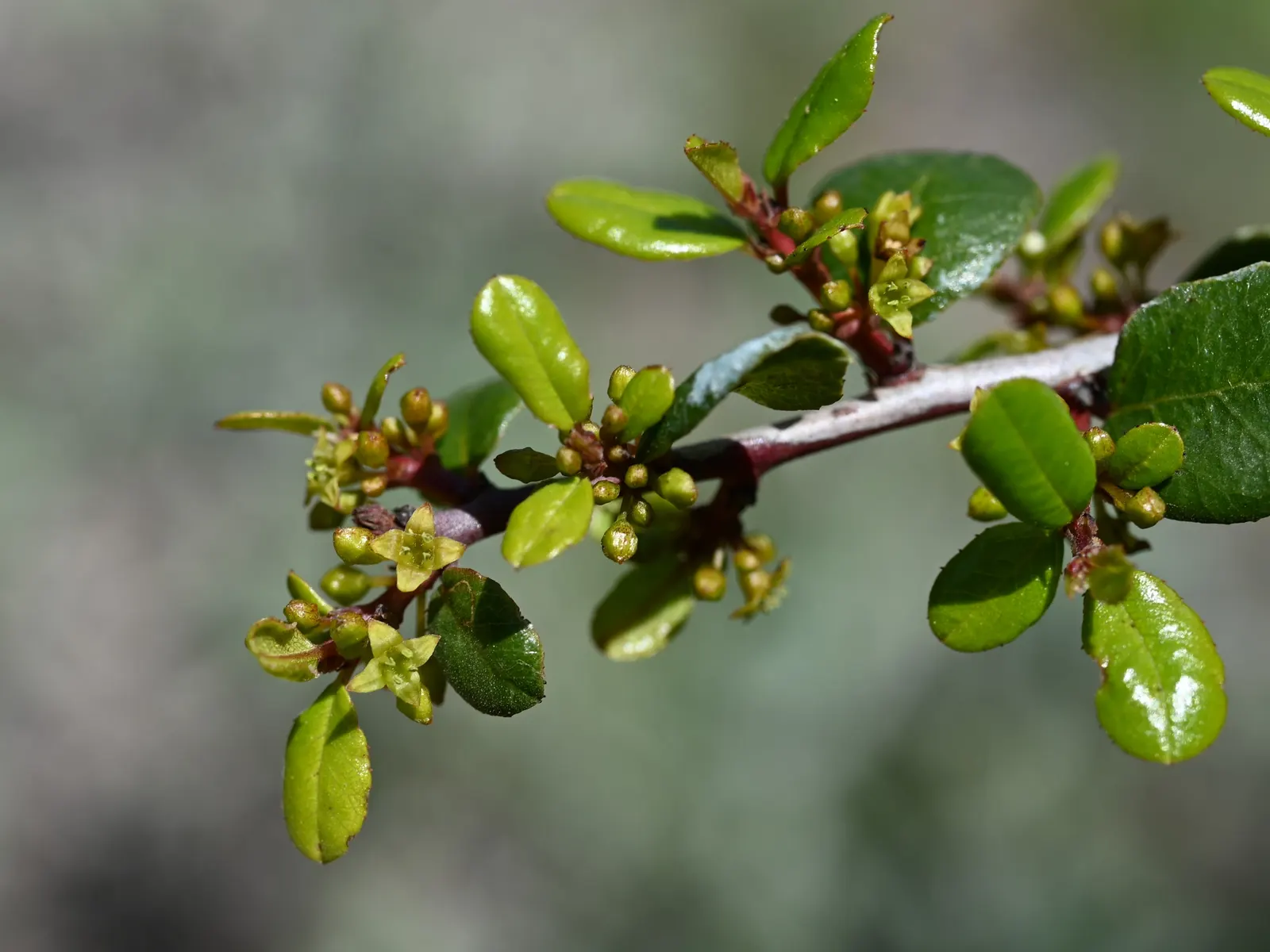 Spiny Redberry (Rhamnus Crocea) — Sought after for its rugged resilience and vibrant display