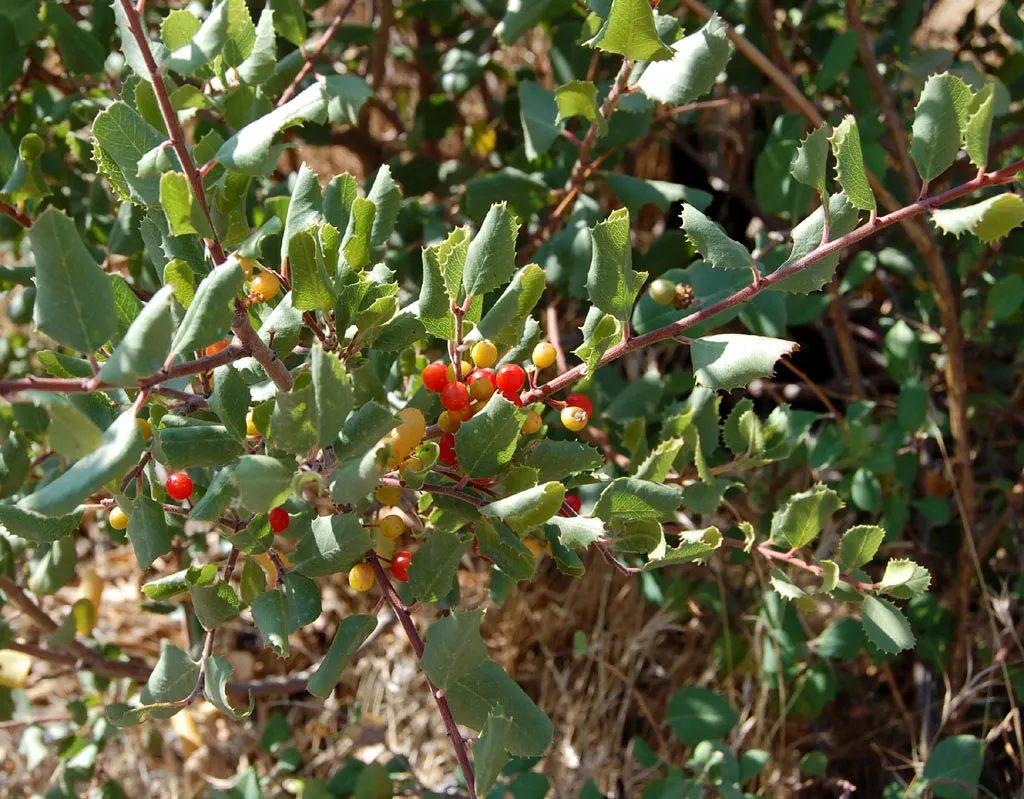 Spiny Redberry (Rhamnus Crocea) — It features small, leathery leaves and sharp spines, maturing to heights of 2-12 feet with a similar spread