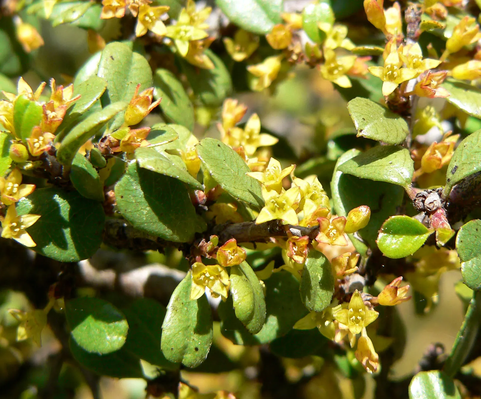Spiny Redberry (Rhamnus Crocea) — Spring blooms give way to vibrant red berries, providing year-round visual interest