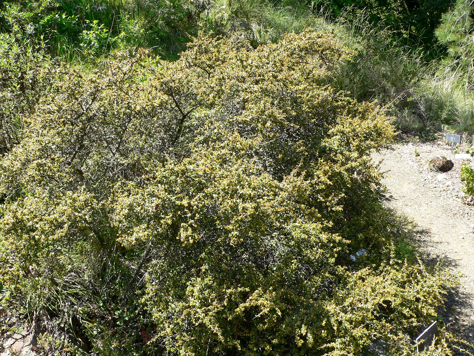 Spiny Redberry (Rhamnus Crocea) — scientifically known as Rhamnus crocea