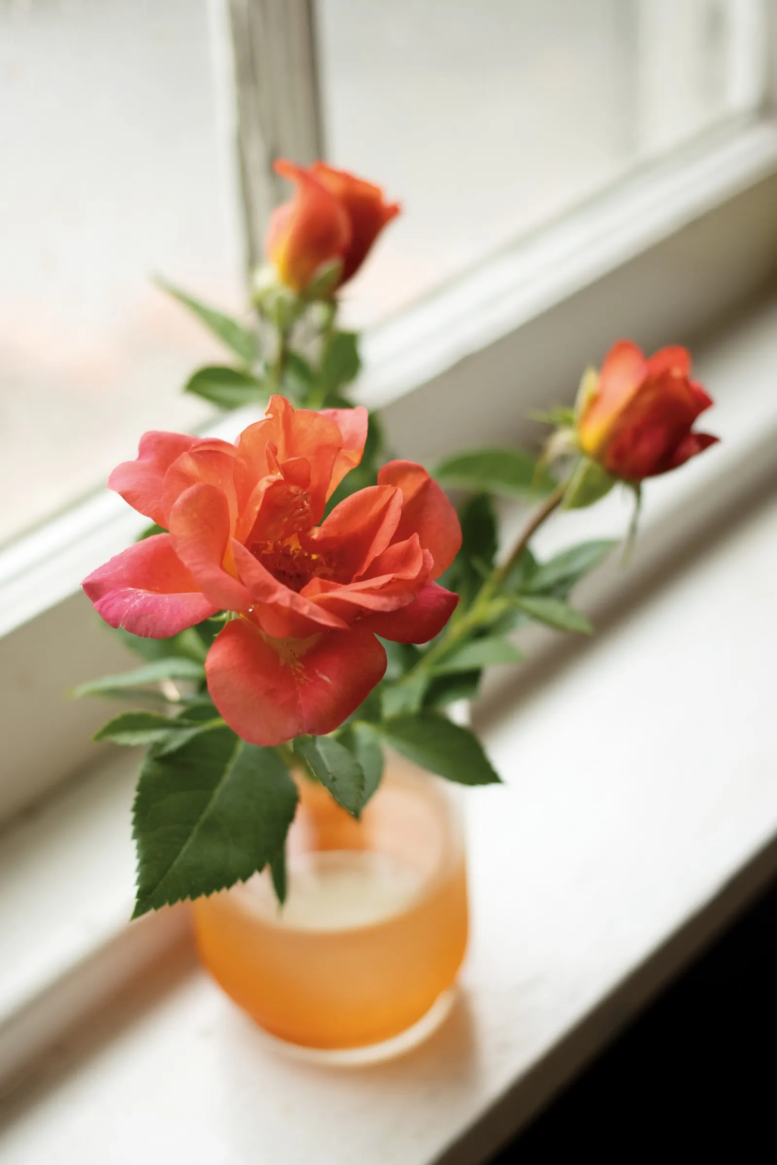 Rise Up Emberays® Rose (Rosa x) — is a deciduous shrub rose with sherbet-orange blooms
