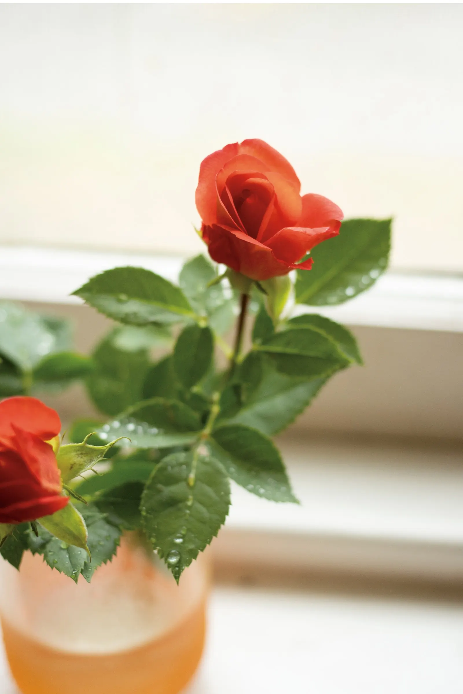 Rise Up Emberays® Rose (Rosa x) — and dark green foliage that softens the display as flowers age pink
