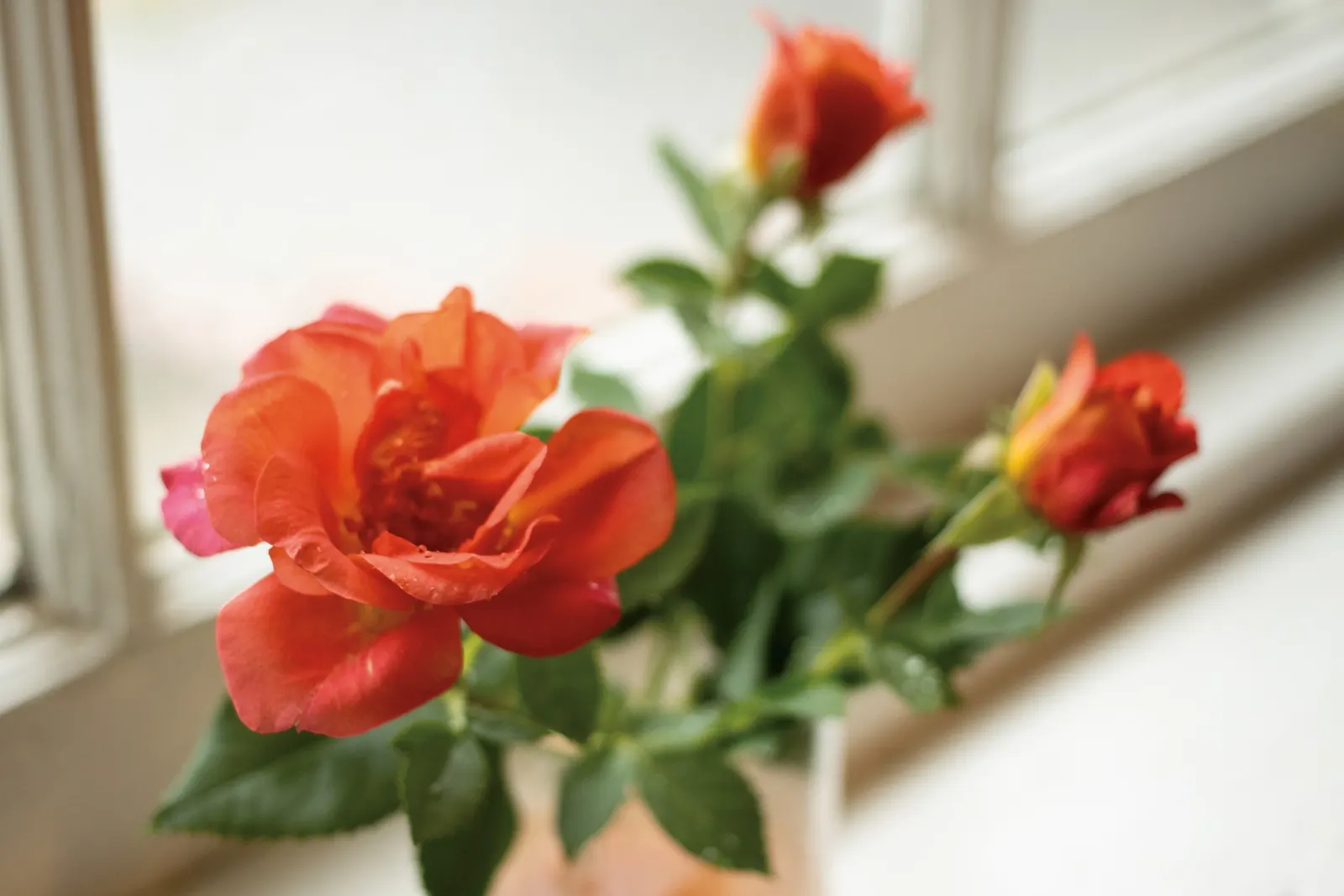 Rise Up Emberays® Rose (Rosa x) — It grows 36-60 inches tall and 24-36 inches wide with an upright habit
