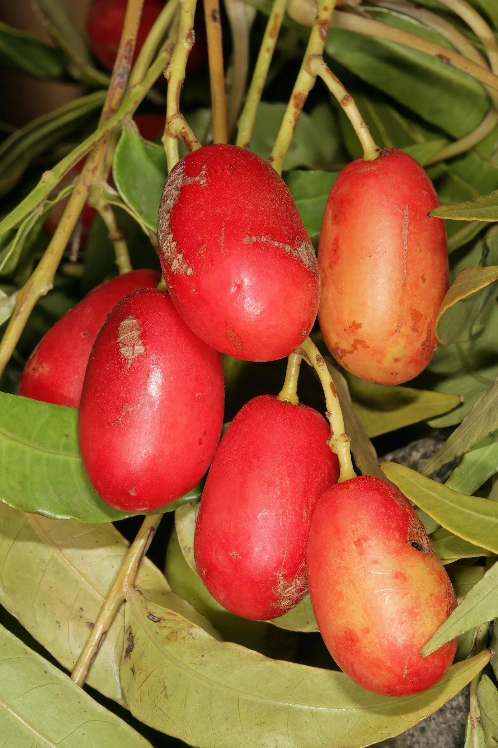 South African Wild Plum (Harpephyllum Caffrum) — Notable for its high drought tolerance once established