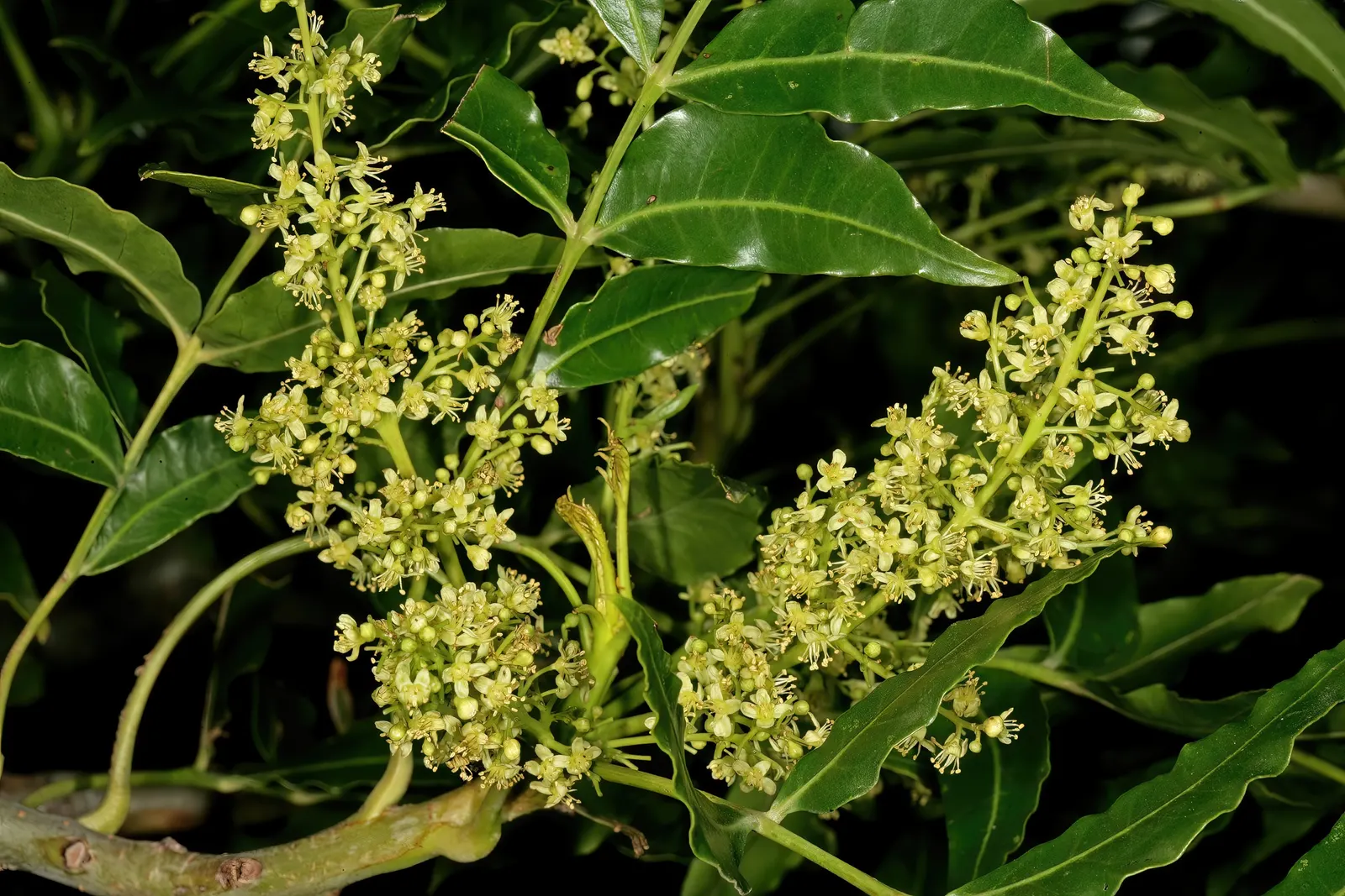 South African Wild Plum (Harpephyllum Caffrum) — Hardy in USDA zones 9-11, this tree thrives in full sun to partial shade and requires moderate water; which