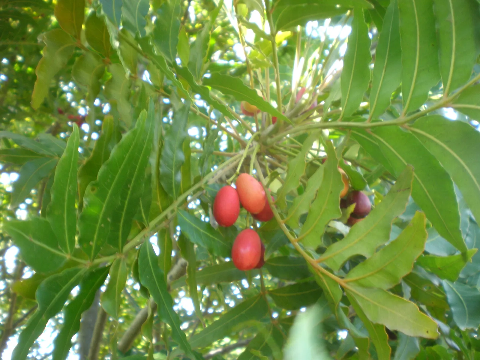 South African Wild Plum (Harpephyllum Caffrum) — The fruits are not only appealing to the eye but also attract a variety of bird species