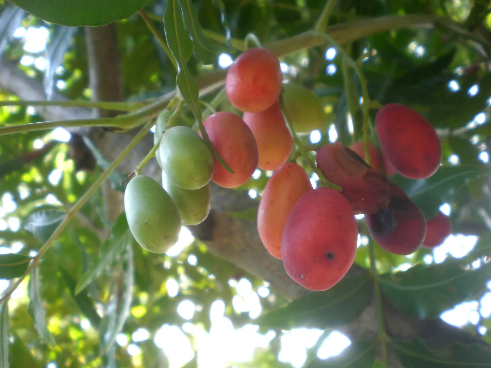 South African Wild Plum (Harpephyllum Caffrum) — though it can occasionally reach up to 50 feet under optimal conditions; its canopy spread is extensive