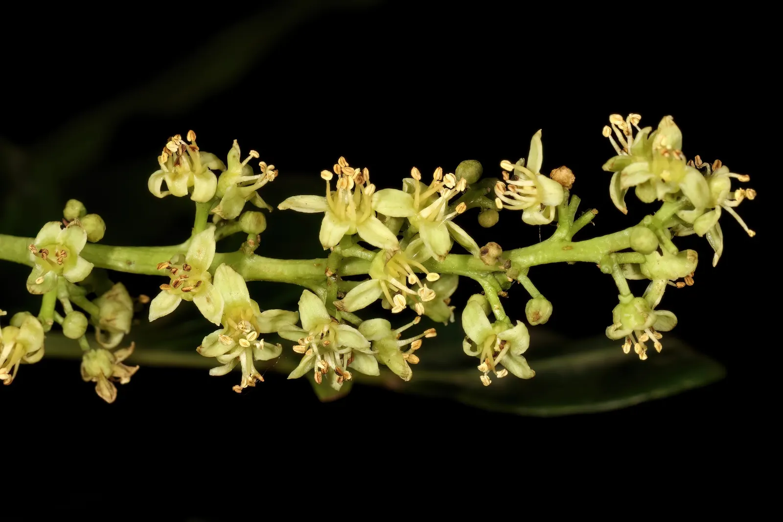 South African Wild Plum (Harpephyllum Caffrum) — green and white flowers in the garden