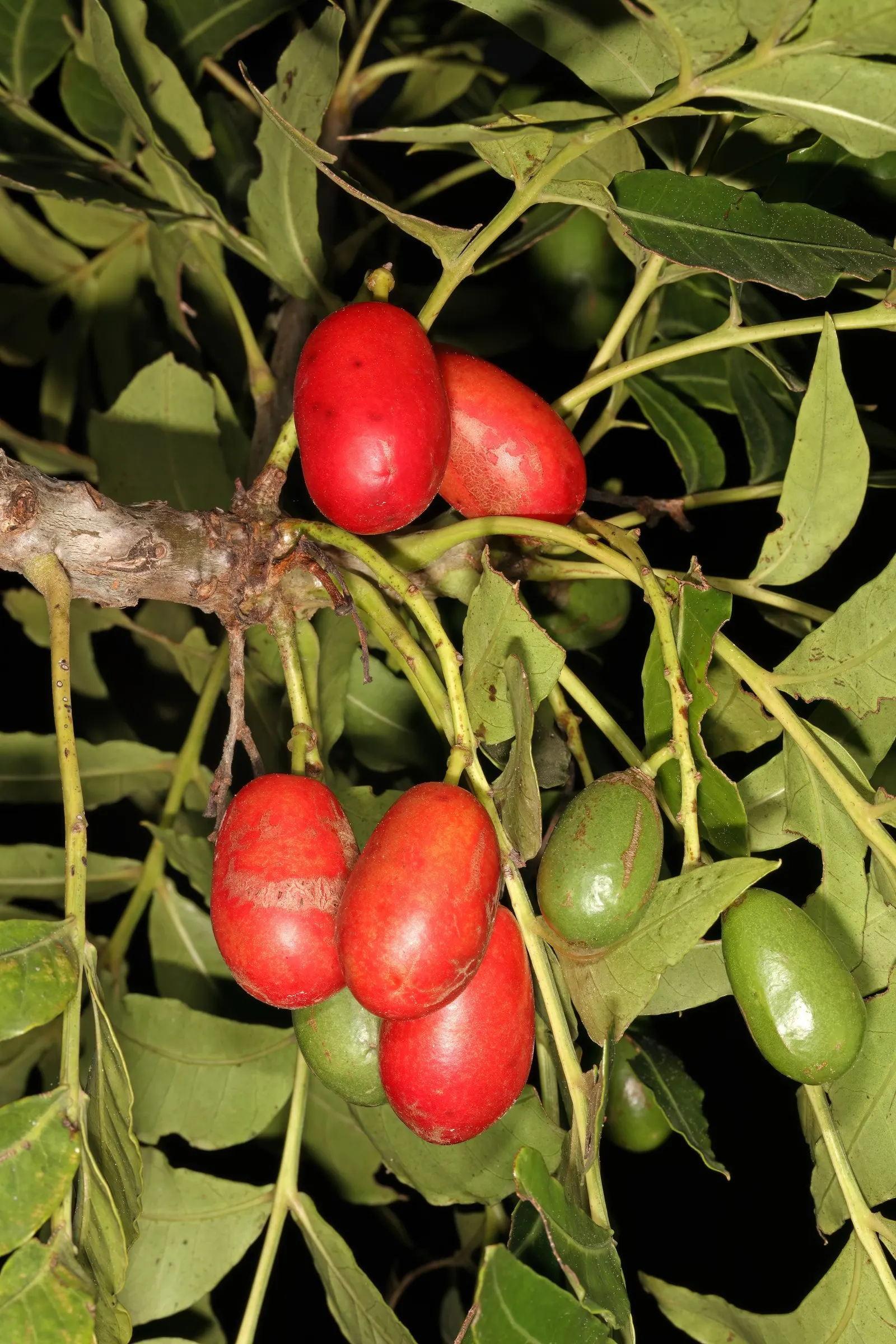 South African Wild Plum (Harpephyllum Caffrum) — attractive evergreen tree that can be a striking addition to any landscape design