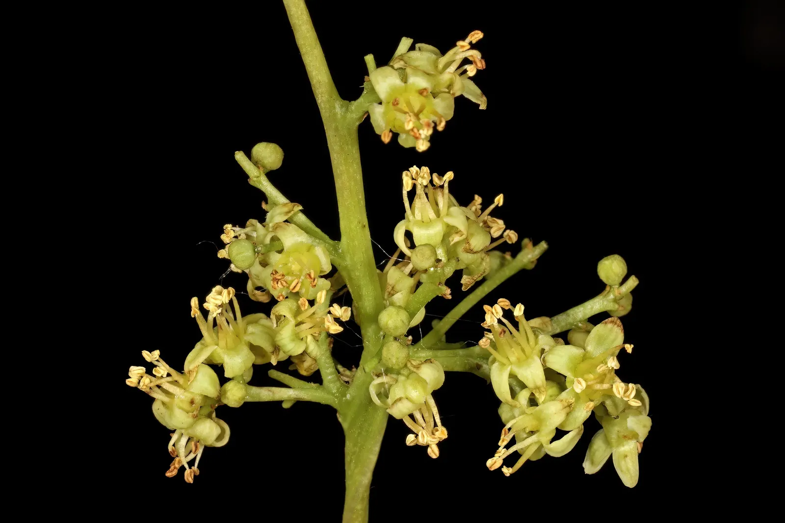 South African Wild Plum (Harpephyllum Caffrum) — consider its mature size to allow for sufficient space for growth