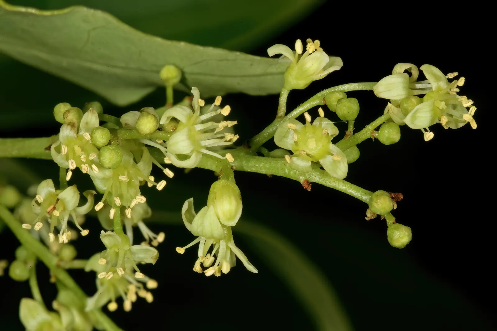 South African Wild Plum (Harpephyllum Caffrum) — Notable for its high drought tolerance once established; excellent for large spaces, it offers dense shade and