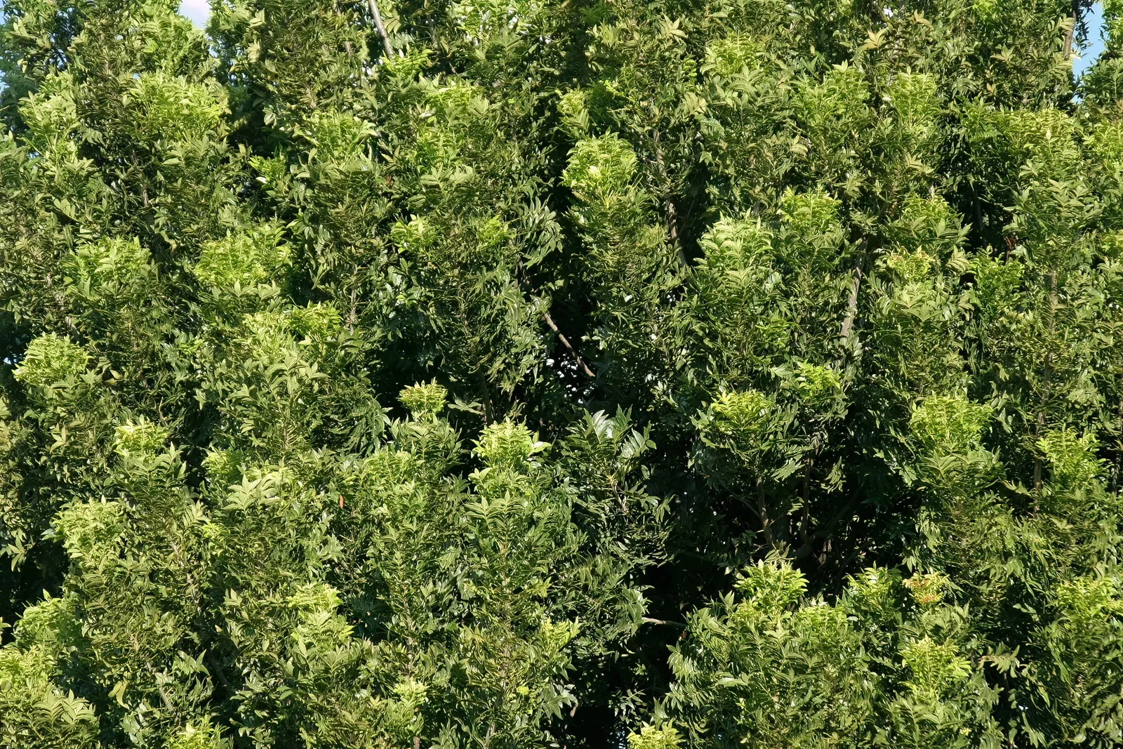 South African Wild Plum (Harpephyllum Caffrum) — It's adorned with pinnate foliage and red fruits that attract wildlife; its canopy spread is extensive