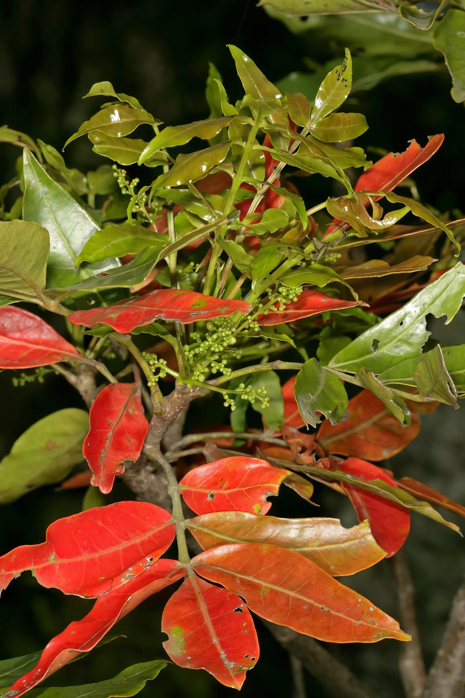 South African Wild Plum (Harpephyllum Caffrum) — as it has a robust root system