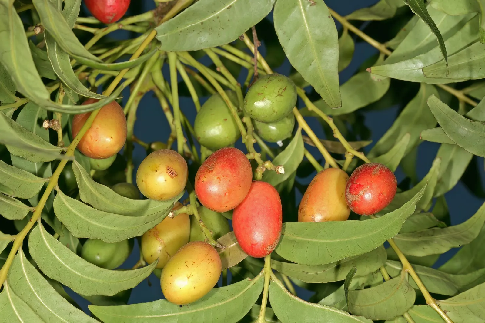 South African Wild Plum (Harpephyllum Caffrum) — dark green leaves that grow up to 5 inches in length; its canopy spread is extensive