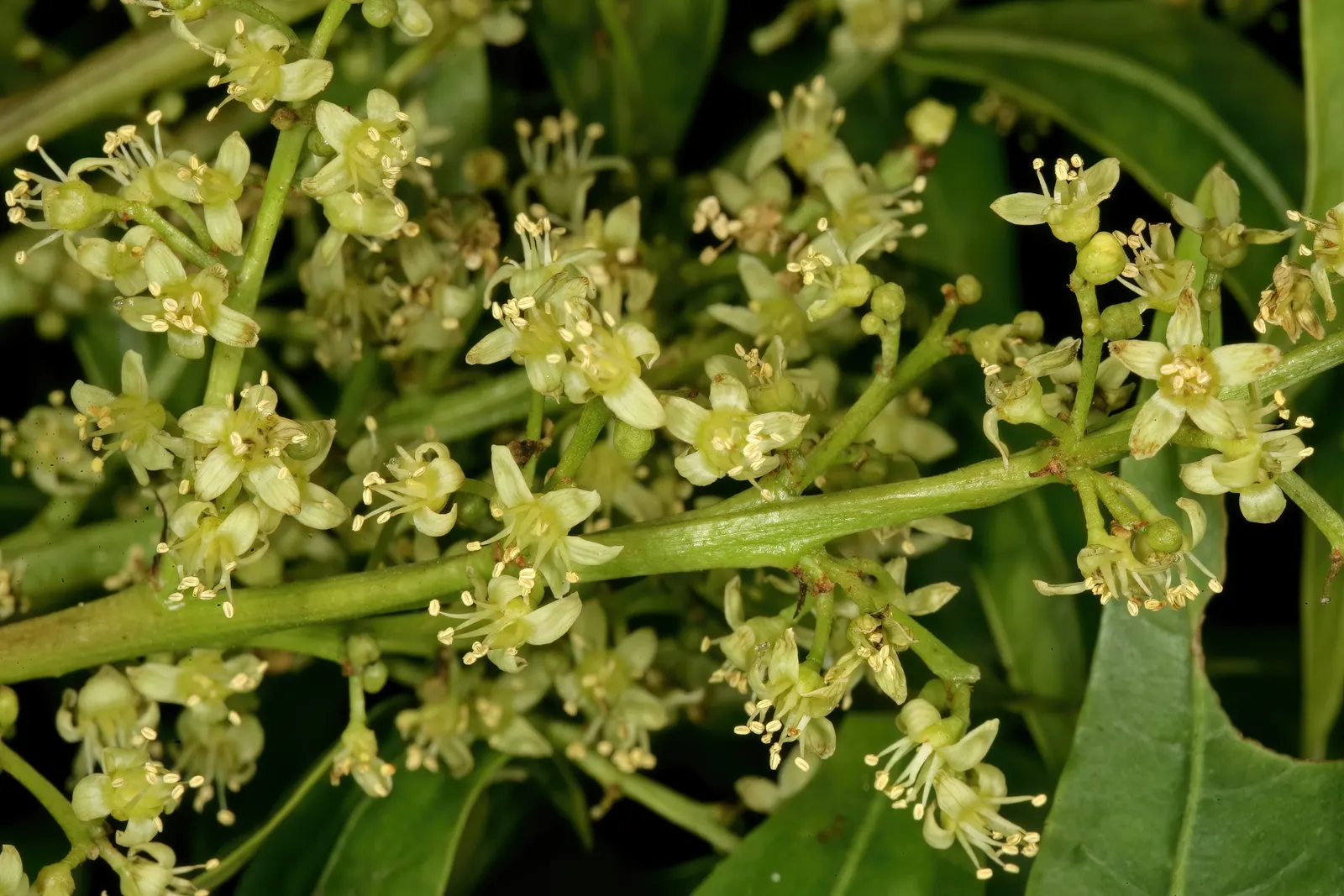 South African Wild Plum (Harpephyllum Caffrum) — typically grows to heights ranging from 30 to 40 feet; excellent for large spaces, it offers dense shade and