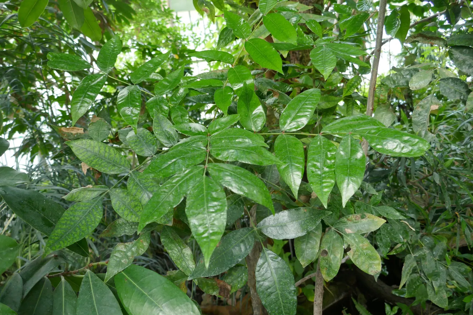 South African Wild Plum (Harpephyllum Caffrum) — tree with green and white blooms
