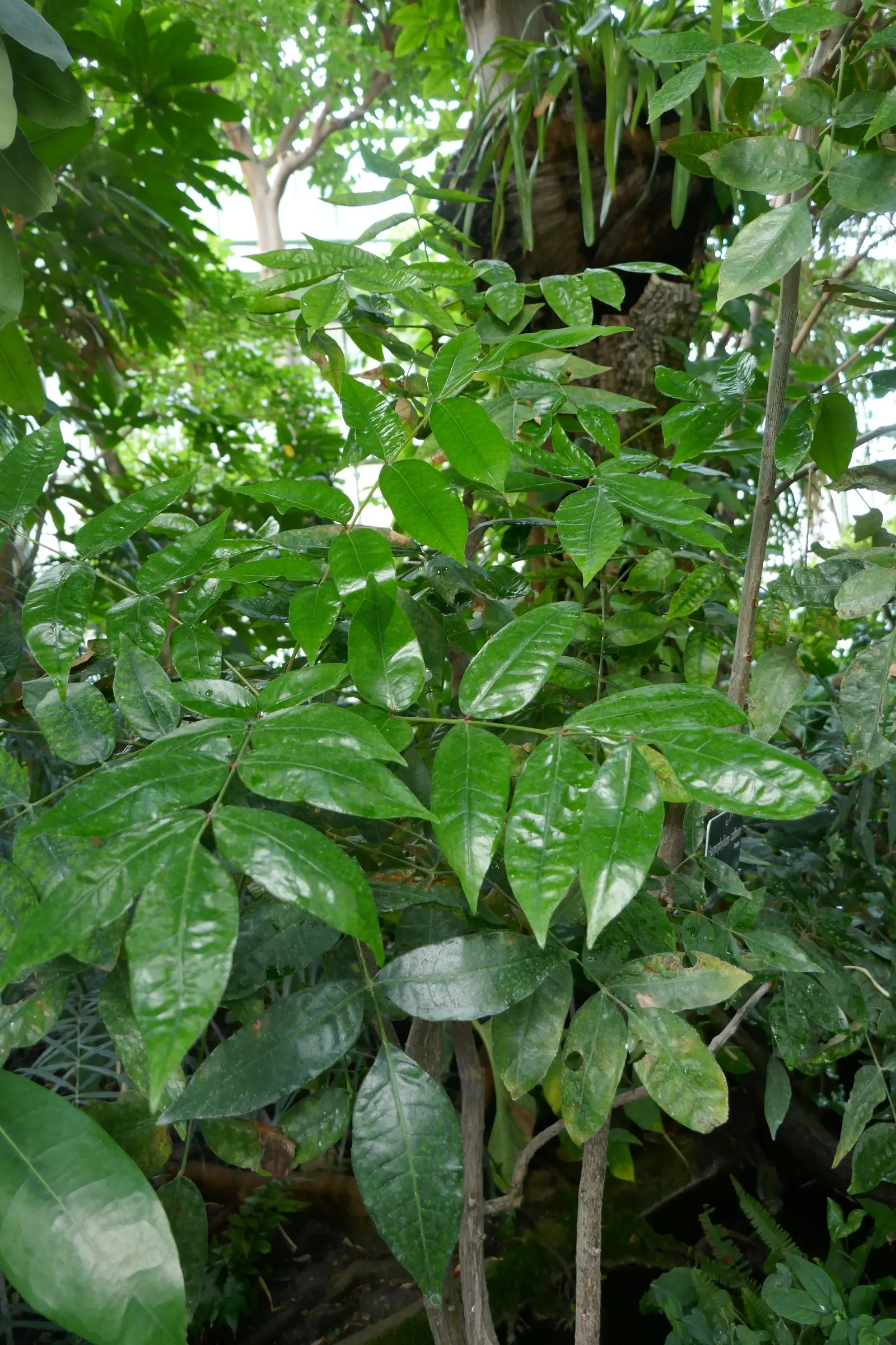 South African Wild Plum (Harpephyllum Caffrum) — The South African Wild Plum, Harpephyllum caffrum, is an evergreen tree reaching 30-40 ft; excellent for large