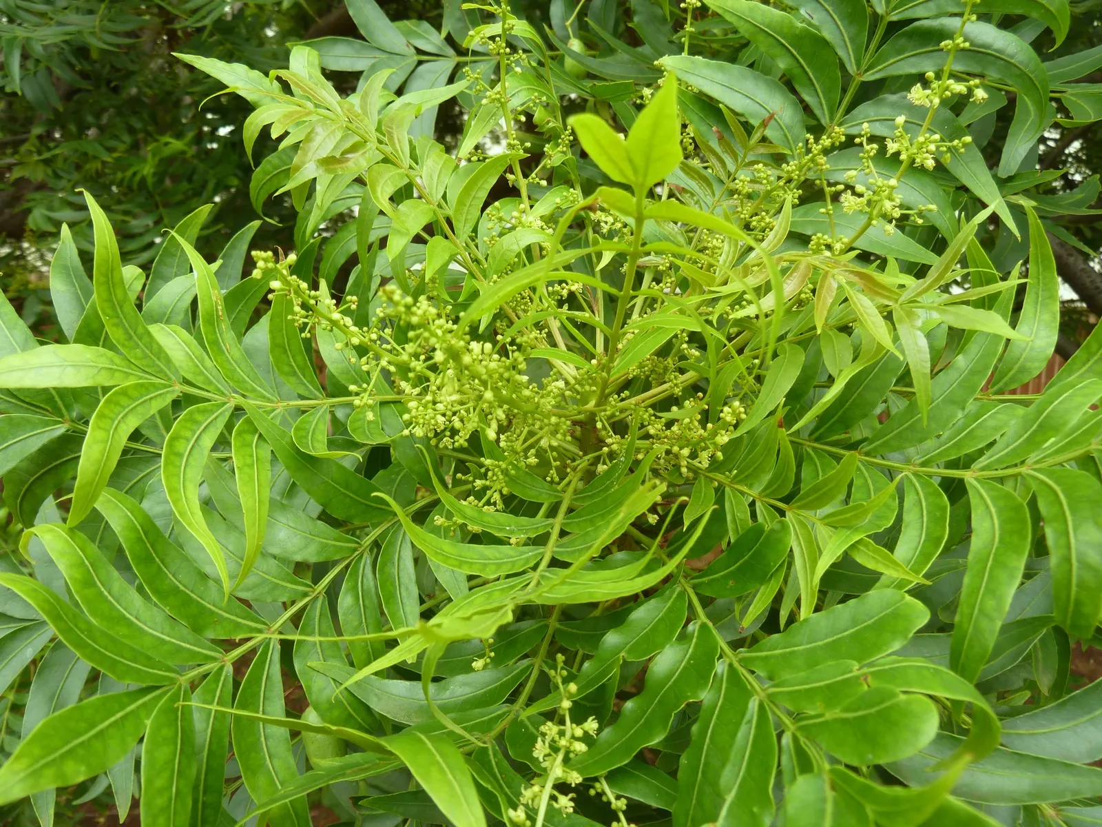 South African Wild Plum (Harpephyllum Caffrum) — scientifically known as Harpephyllum caffrum; its canopy spread is extensive