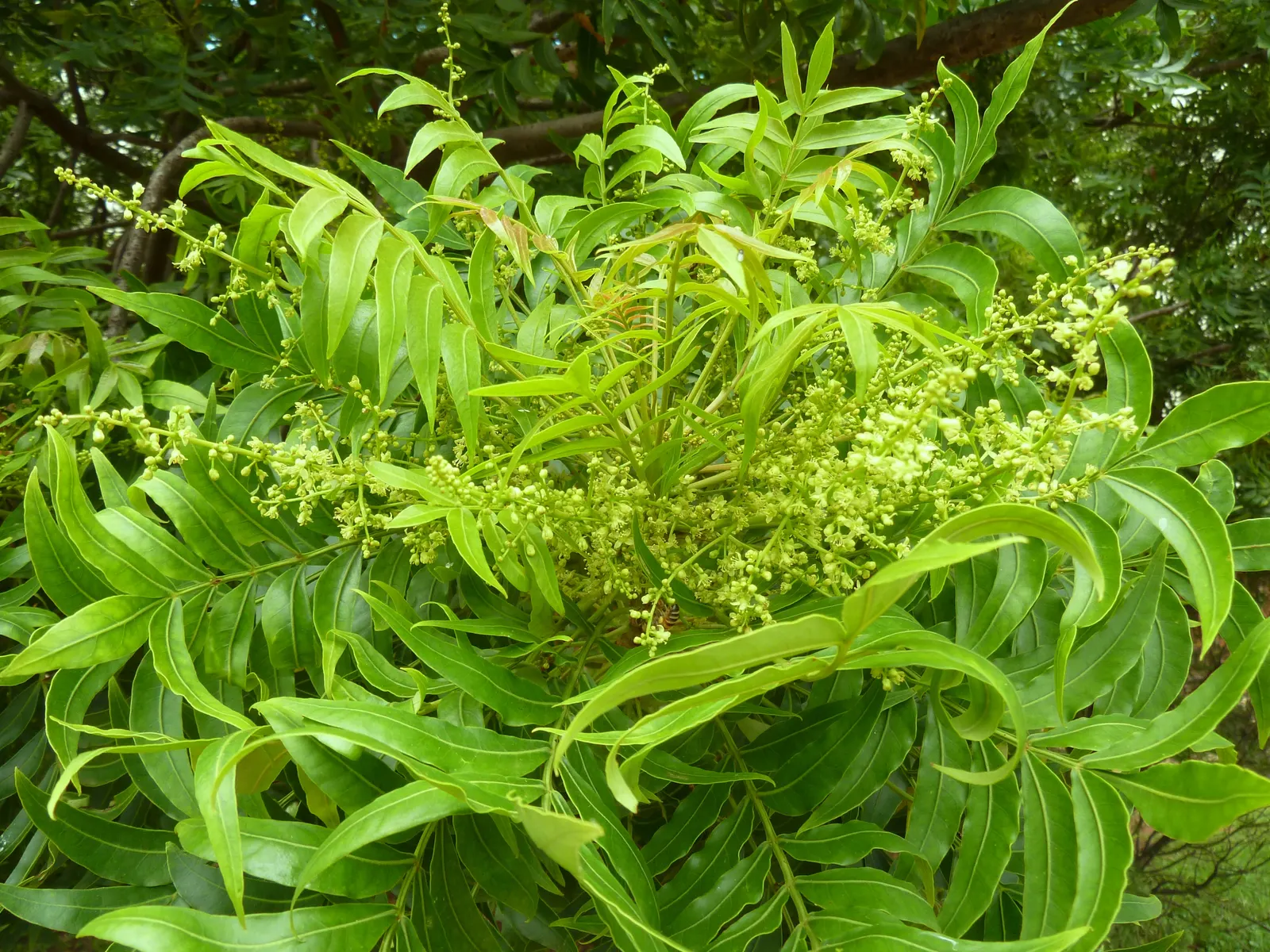 South African Wild Plum (Harpephyllum Caffrum) — native to the Eastern Cape of South Africa; as it has a robust root system