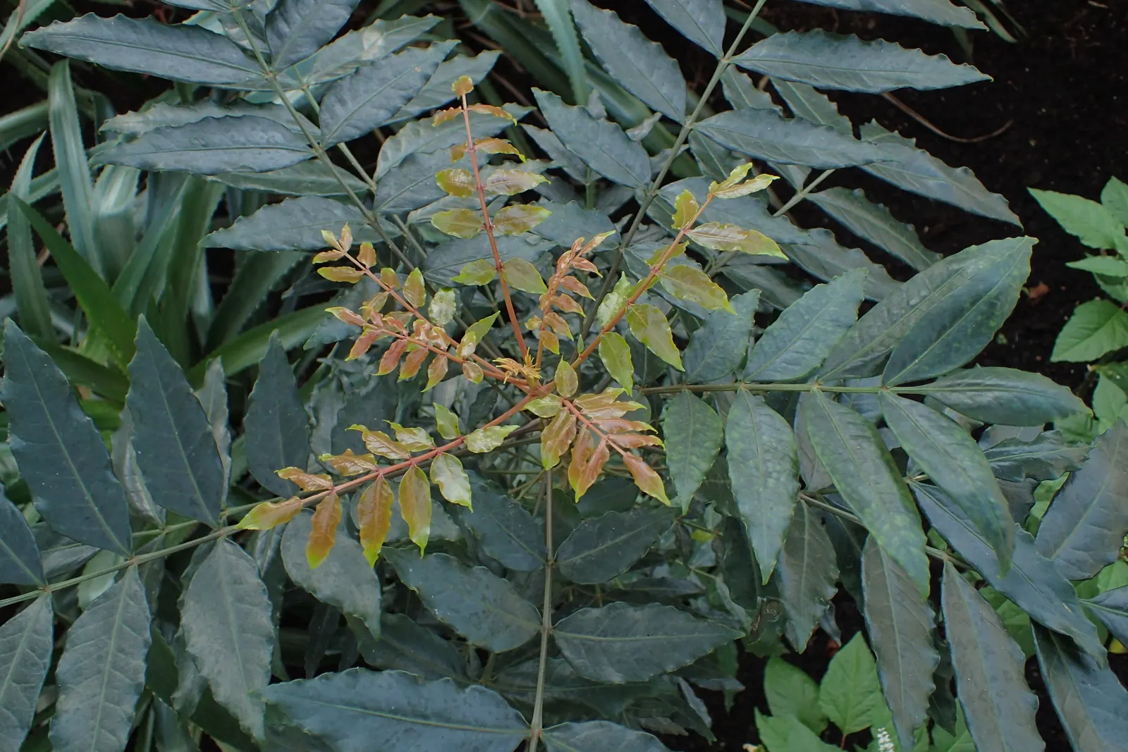 South African Wild Plum (Harpephyllum Caffrum) — textural element to the garden