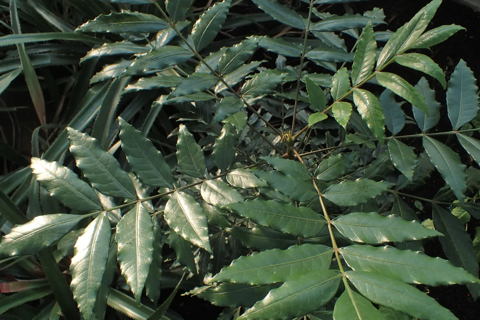 South African Wild Plum (Harpephyllum Caffrum) — inconspicuous yellow-green flowers emerge; excellent for large spaces, it offers dense shade and acts as a