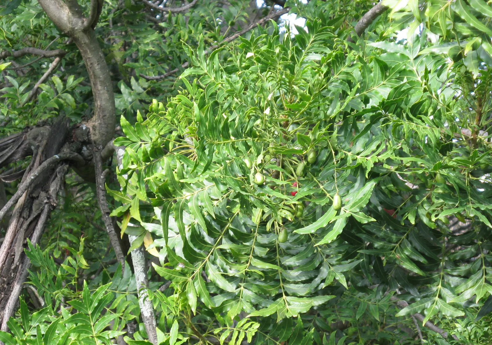 South African Wild Plum (Harpephyllum Caffrum) — Its canopy spread is extensive; which are followed by the production of distinctive
