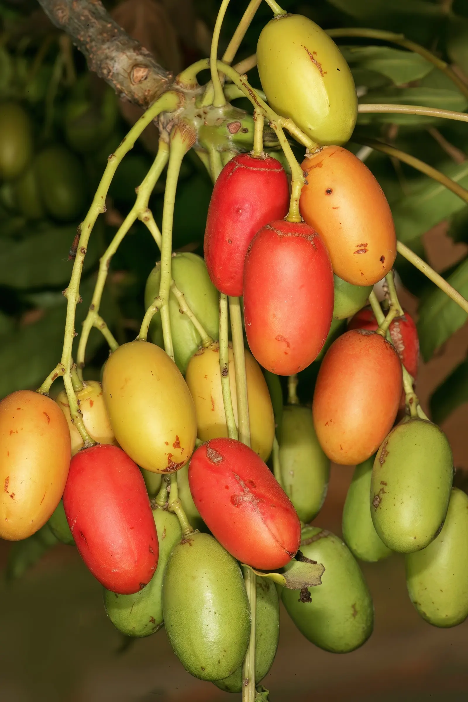 South African Wild Plum (Harpephyllum Caffrum) — though it can occasionally reach up to 50 feet under optimal conditions