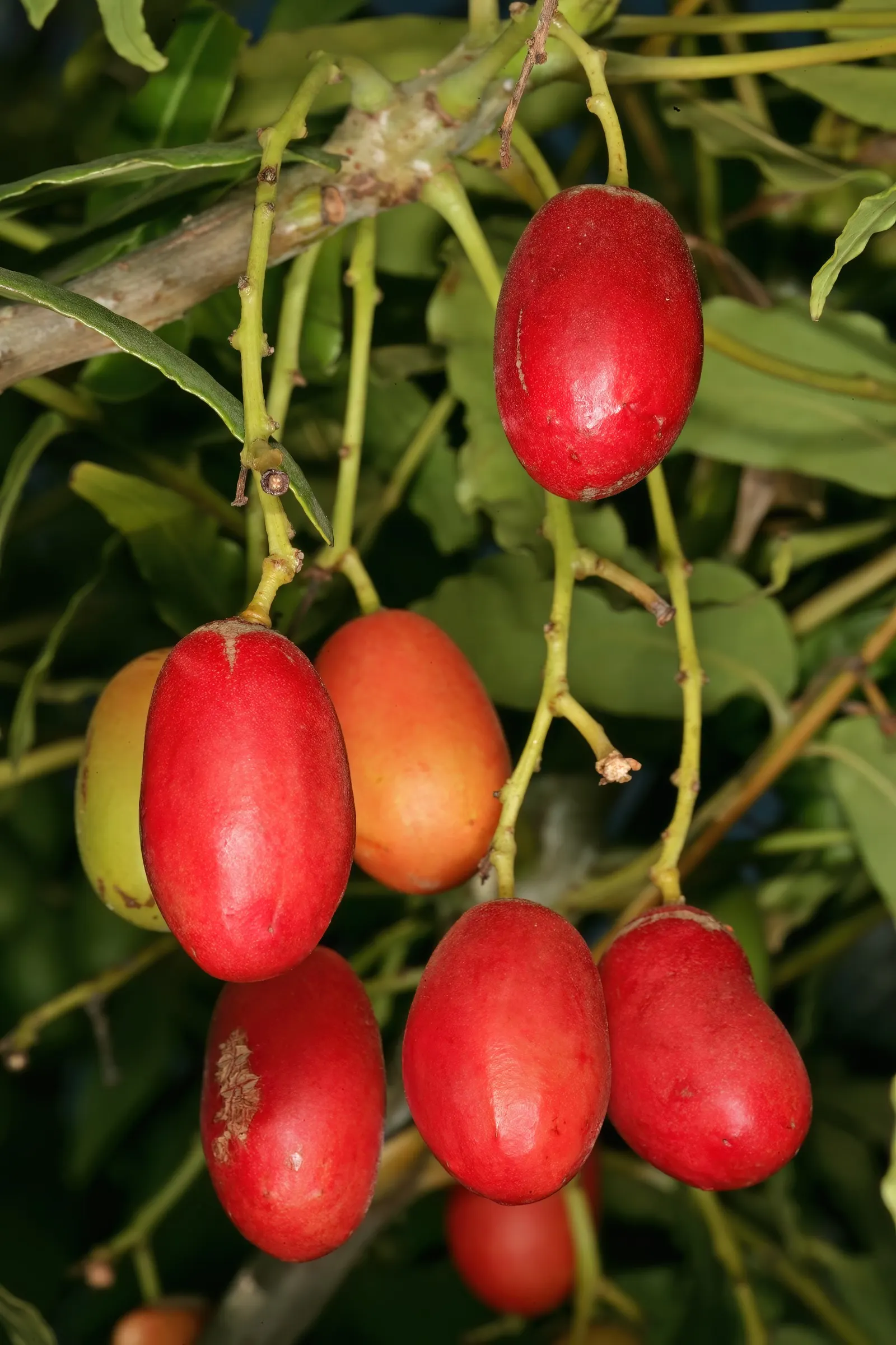 South African Wild Plum (Harpephyllum Caffrum) — typically grows to heights ranging from 30 to 40 feet