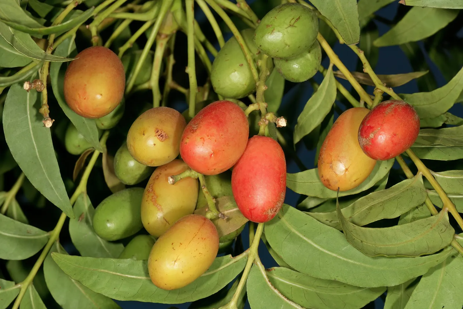 South African Wild Plum (Harpephyllum Caffrum) — thus providing ample shade.<br><br>With a foliage composed of glossy; excellent for large spaces, it offers