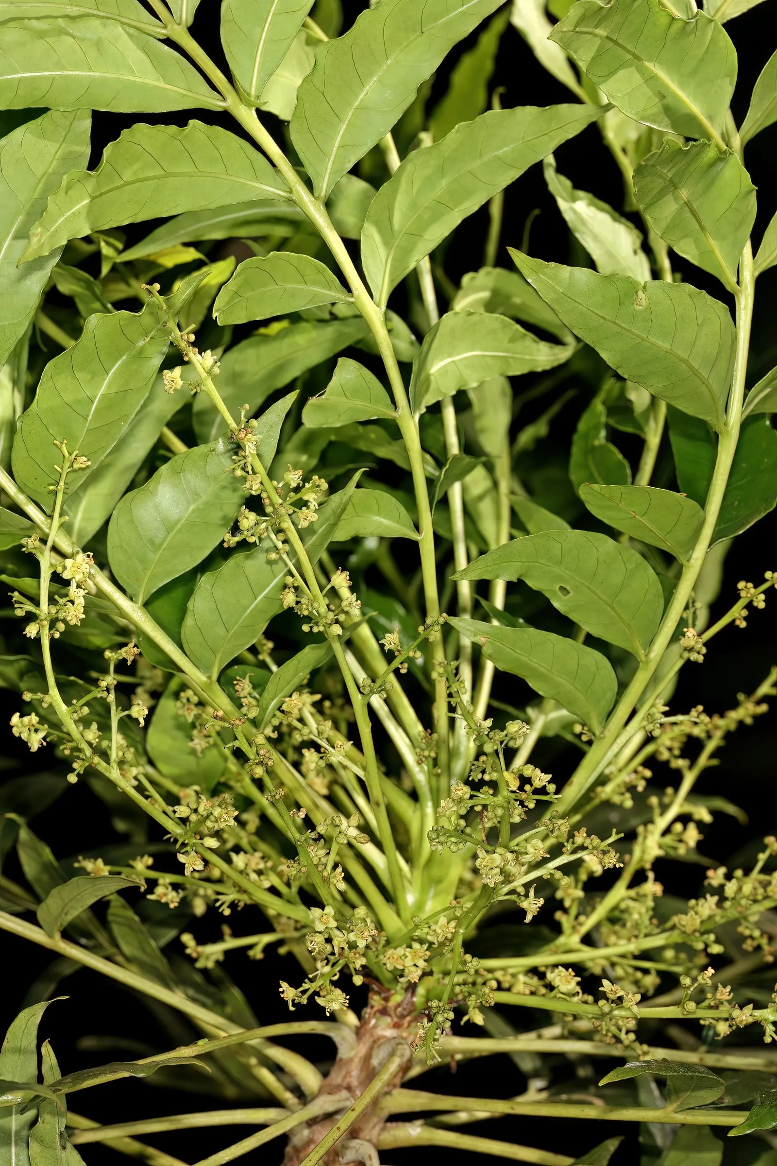South African Wild Plum (Harpephyllum Caffrum) — When planning the placement