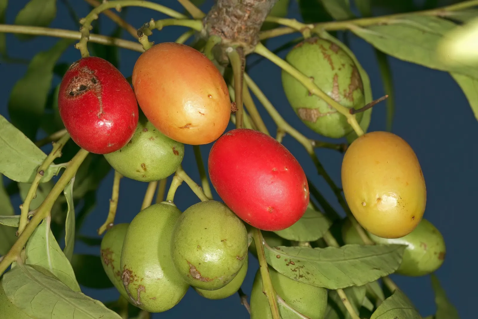 South African Wild Plum (Harpephyllum Caffrum) — native to the Eastern Cape of South Africa
