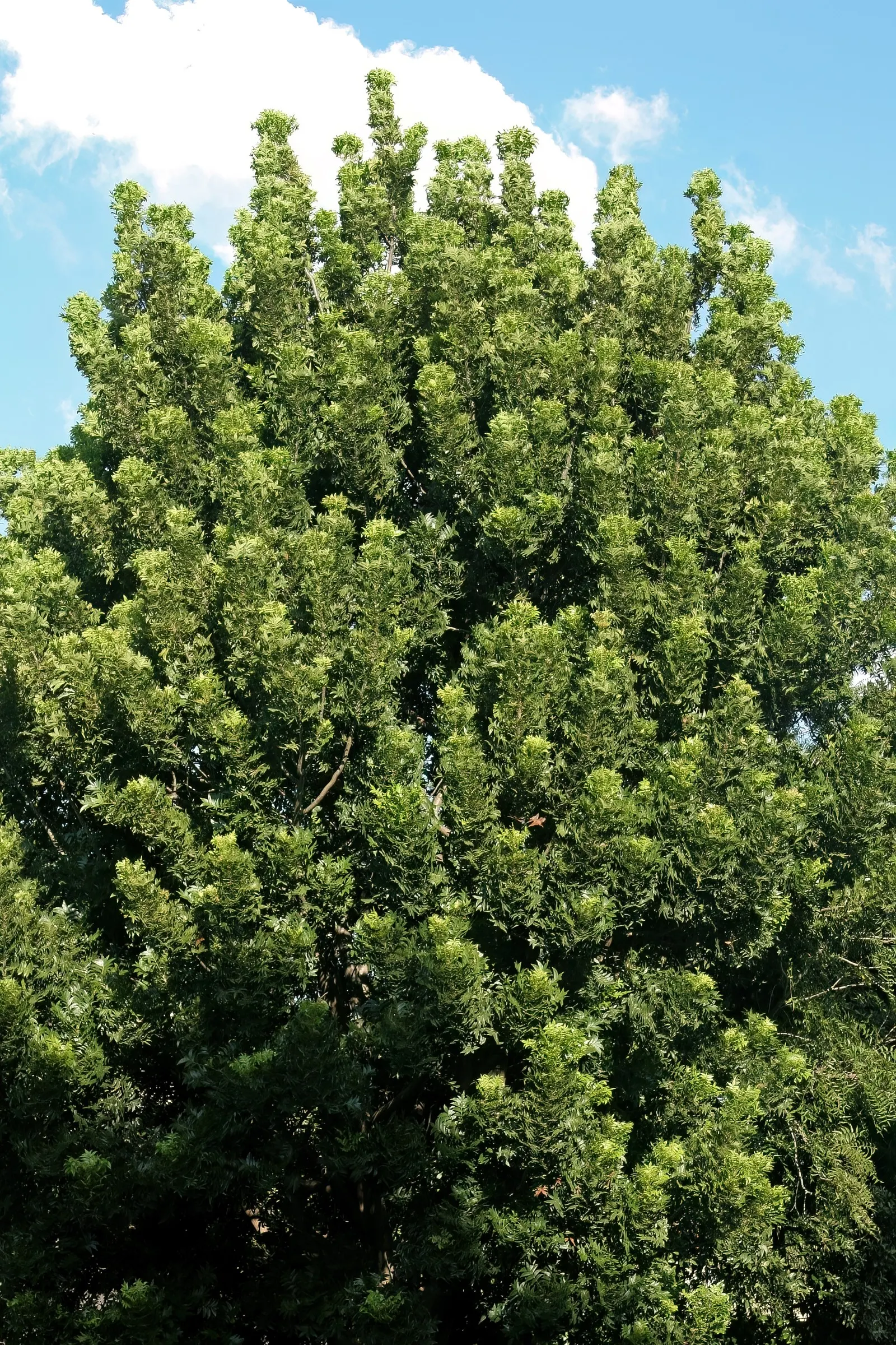 South African Wild Plum (Harpephyllum Caffrum) — both above and below ground