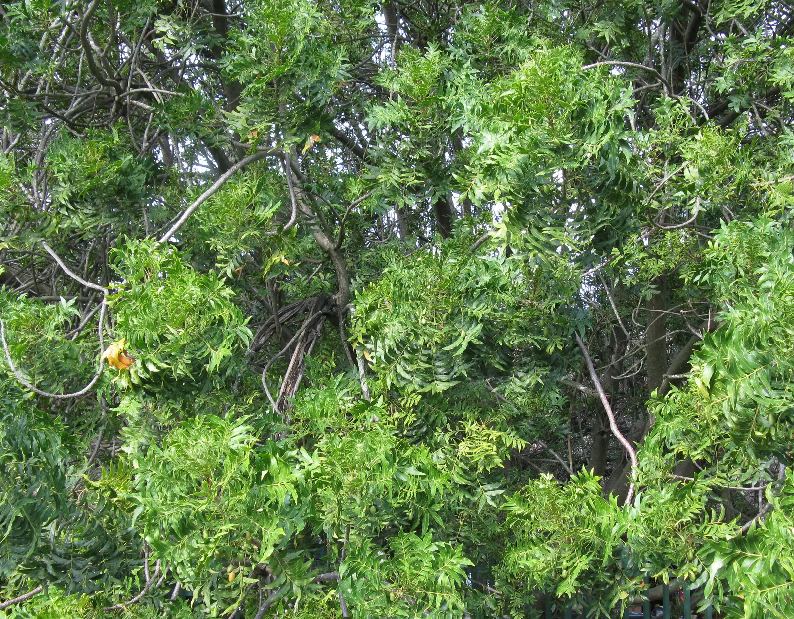 South African Wild Plum (Harpephyllum Caffrum) — textural element to the garden; as it has a robust root system
