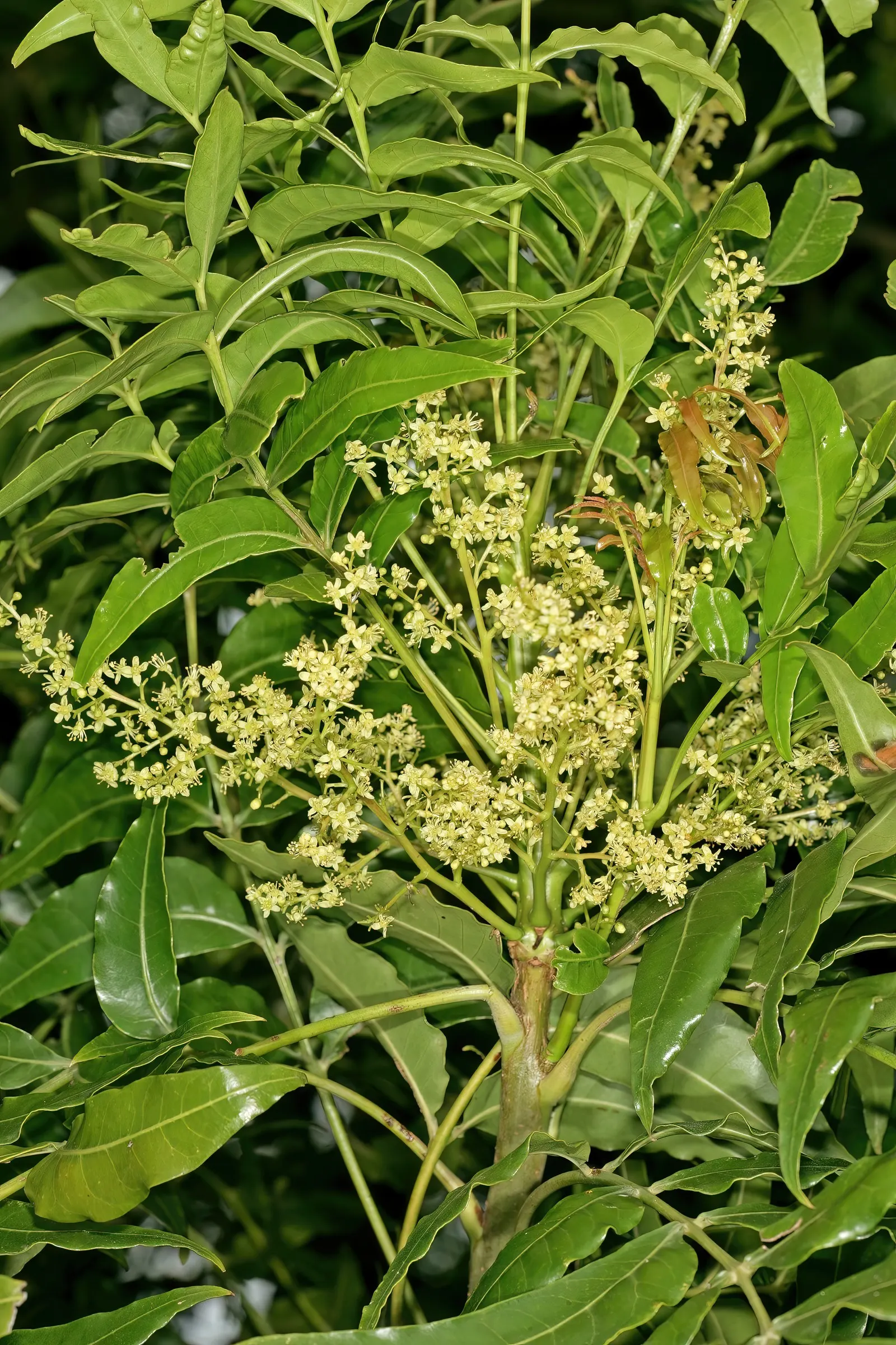 South African Wild Plum (Harpephyllum Caffrum) — attractive evergreen tree that can be a striking addition to any landscape design; which are followed by the