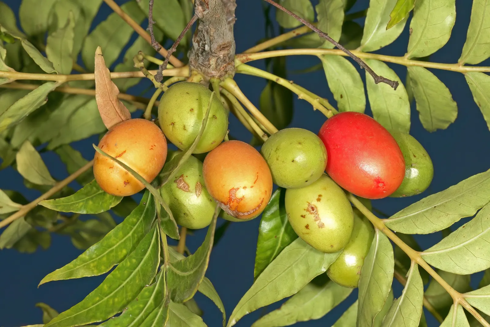 South African Wild Plum (Harpephyllum Caffrum) — often matching its height; as it has a robust root system