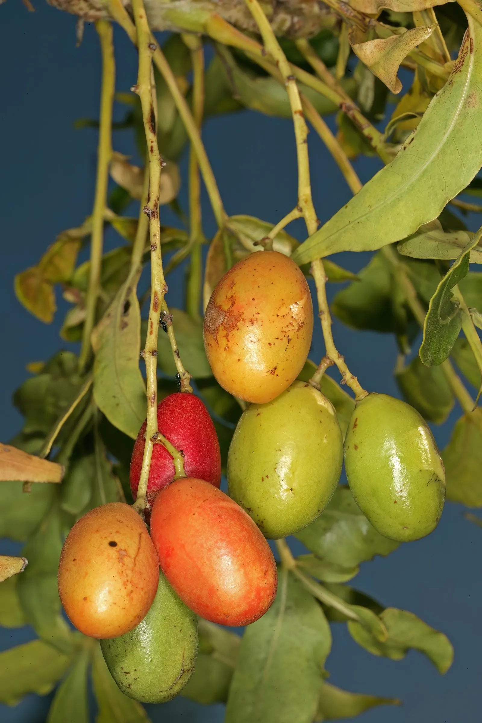 South African Wild Plum (Harpephyllum Caffrum) — Its canopy spread is extensive