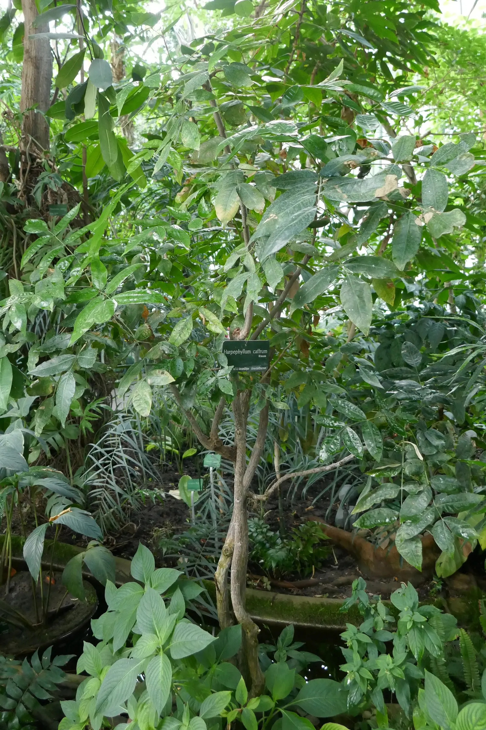 South African Wild Plum (Harpephyllum Caffrum) — tree for full