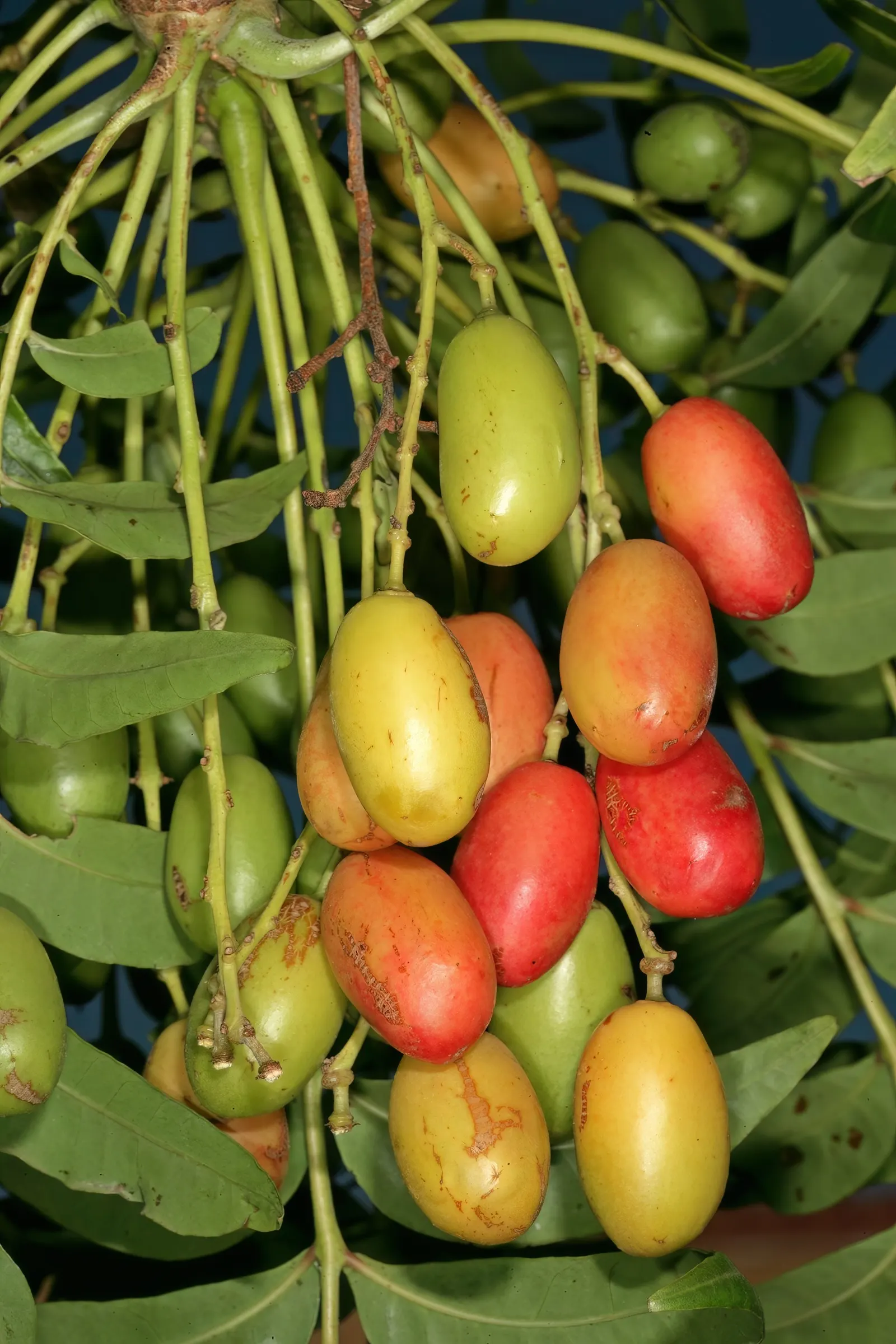 South African Wild Plum (Harpephyllum Caffrum) — It's adorned with pinnate foliage and red fruits that attract wildlife