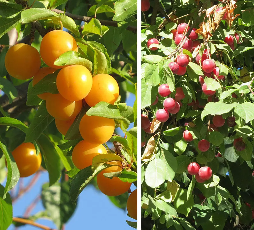 South African Wild Plum (Harpephyllum Caffrum) — Hardy in USDA zones 9-11, this tree thrives in full sun to partial shade and requires moderate water