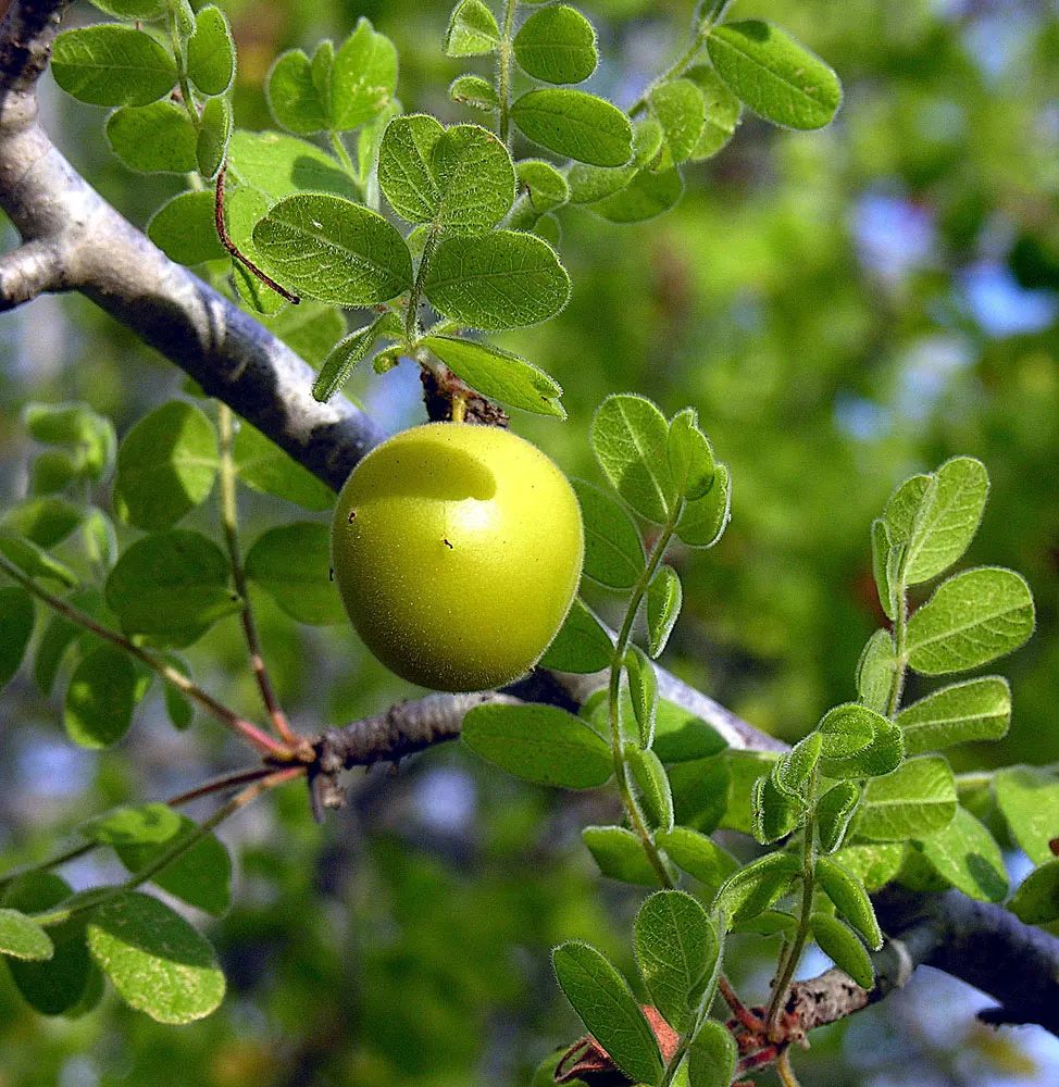 South African Wild Plum (Harpephyllum Caffrum) — thus providing ample shade.<br><br>With a foliage composed of glossy