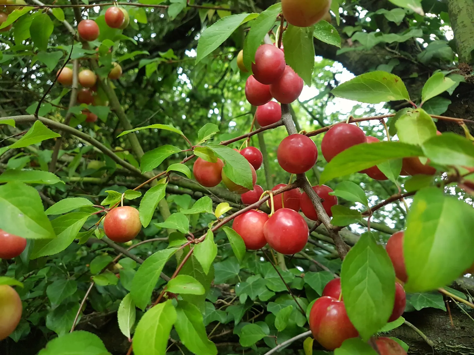 South African Wild Plum (Harpephyllum Caffrum) — the Wild Plum adds a dense