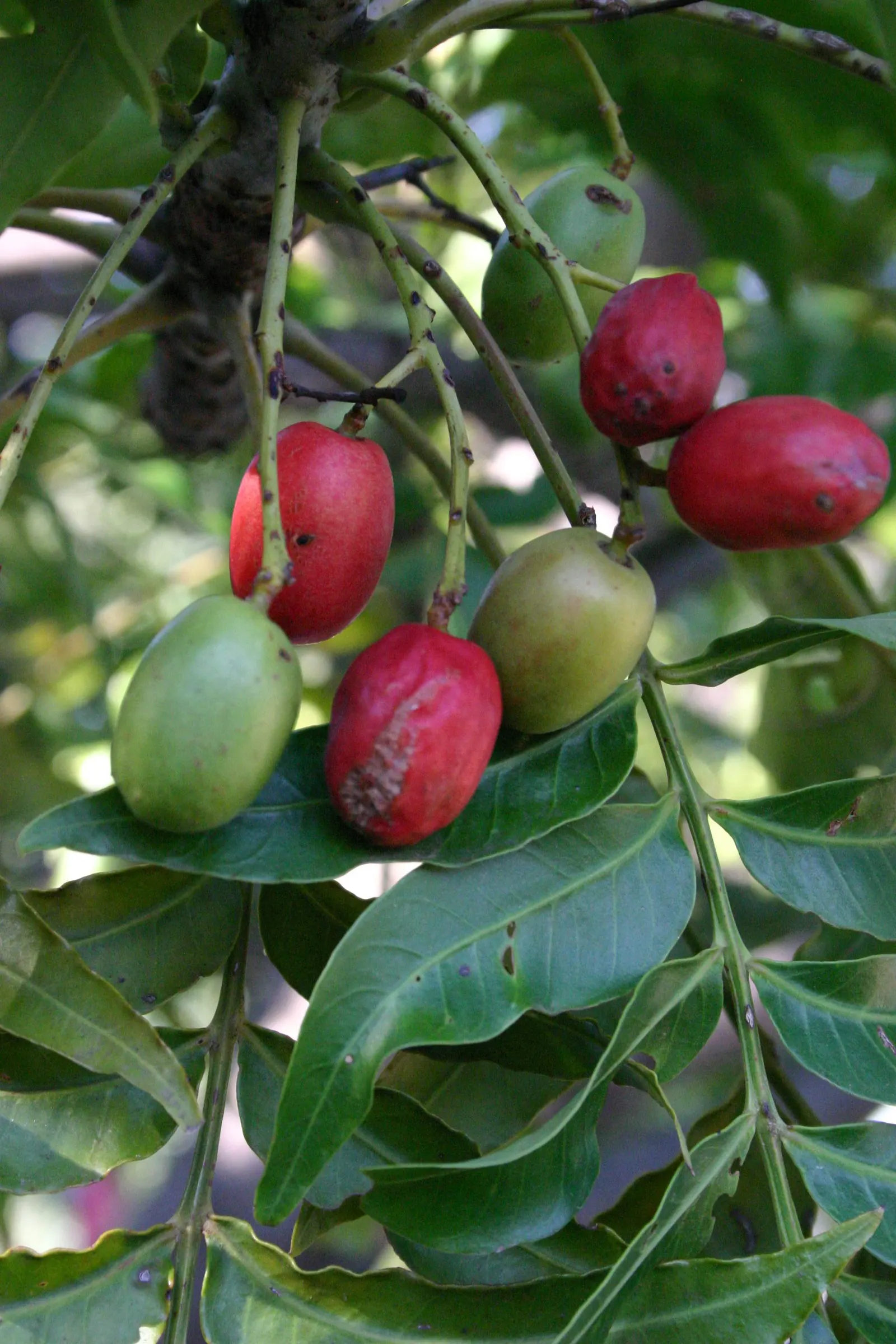 South African Wild Plum (Harpephyllum Caffrum) — the Wild Plum adds a dense; which are followed by the production of distinctive