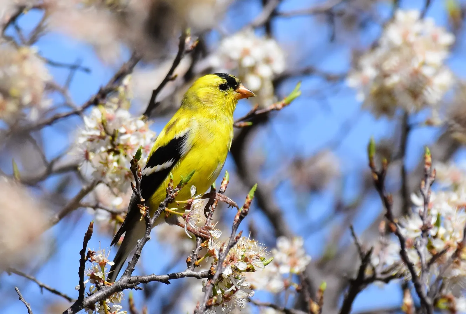 South African Wild Plum (Harpephyllum Caffrum) — often matching its height