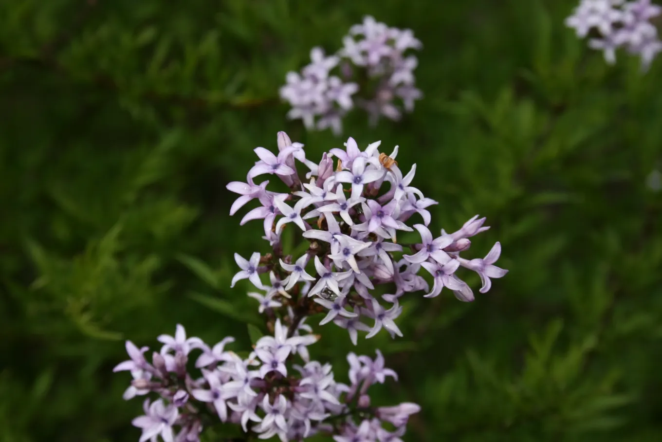 Cut-Leaf Lilac (Syringa X Laciniata) — delicate leaves resembling fern foliage