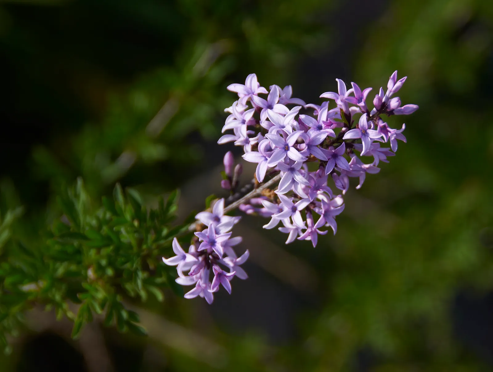 Cut-Leaf Lilac (Syringa X Laciniata) — The Cut-leaf Lilac (Syringa x laciniata) is a distinct shrub boasting deeply lobed