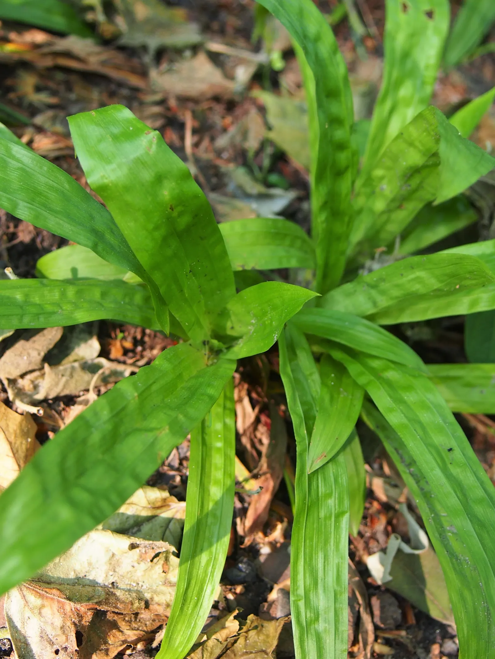 Seersucker Sedge (Carex plantaginea) — greenish-brown flower spikes appear in the spring