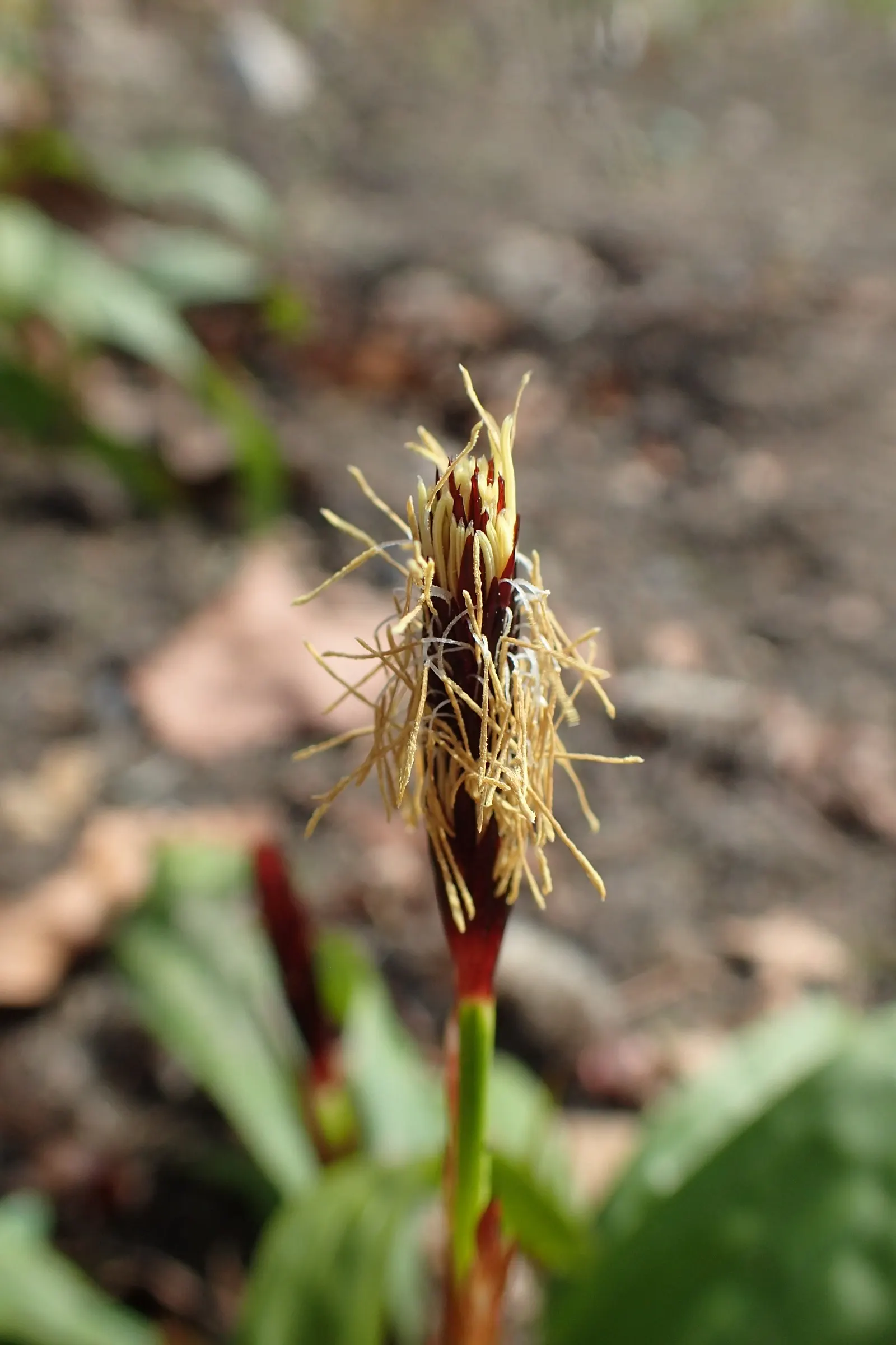 Seersucker Sedge (Carex plantaginea) — Seersucker Sedge (Carex plantaginea) presents a unique textural addition to any landscape design; grass for full or half