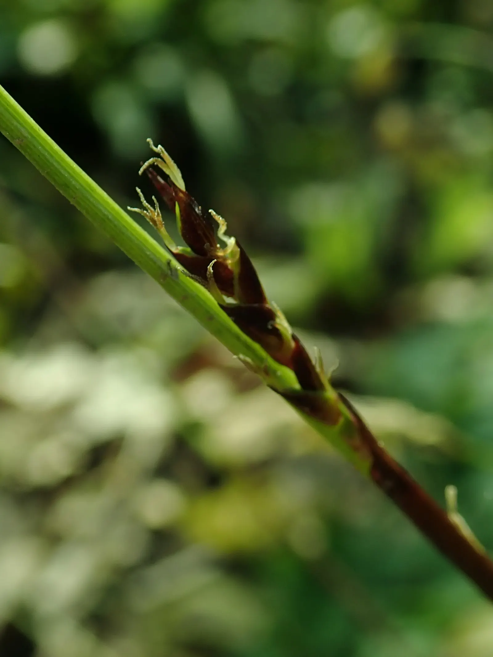 Seersucker Sedge (Carex plantaginea) — Seersucker Sedge (Carex plantaginea) presents a unique textural addition to any landscape design