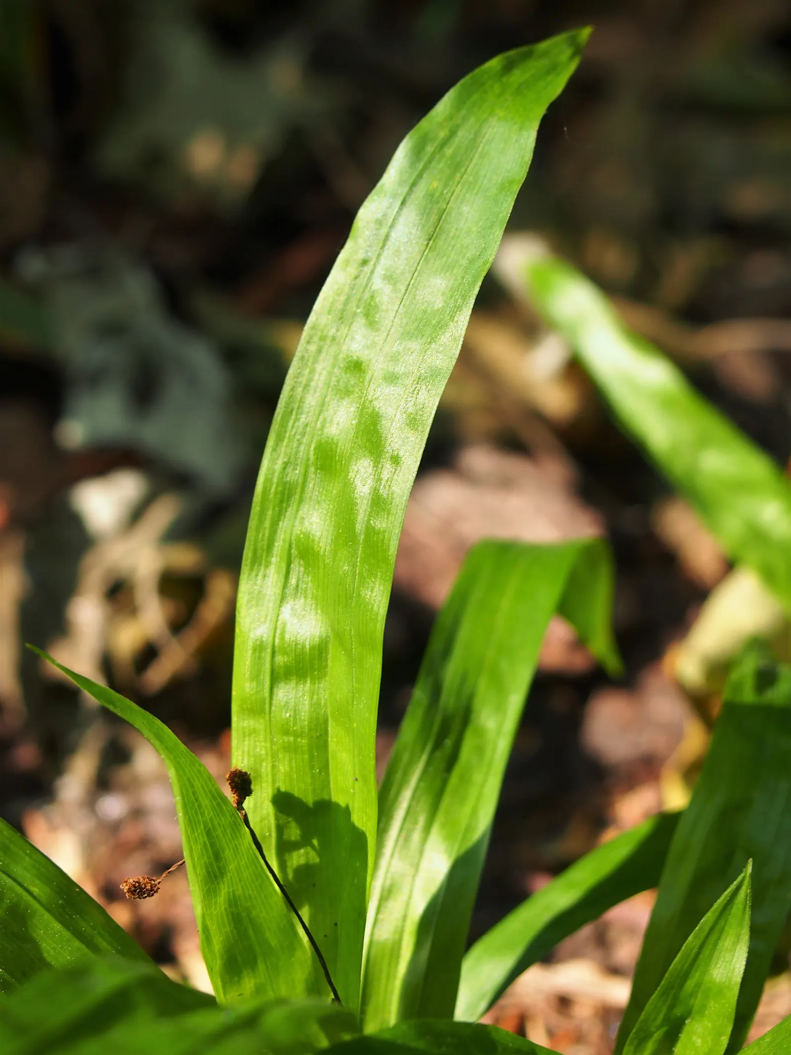 Seersucker Sedge (Carex plantaginea) — plantaginea typically grows to a height and width of 8 to 12 inches