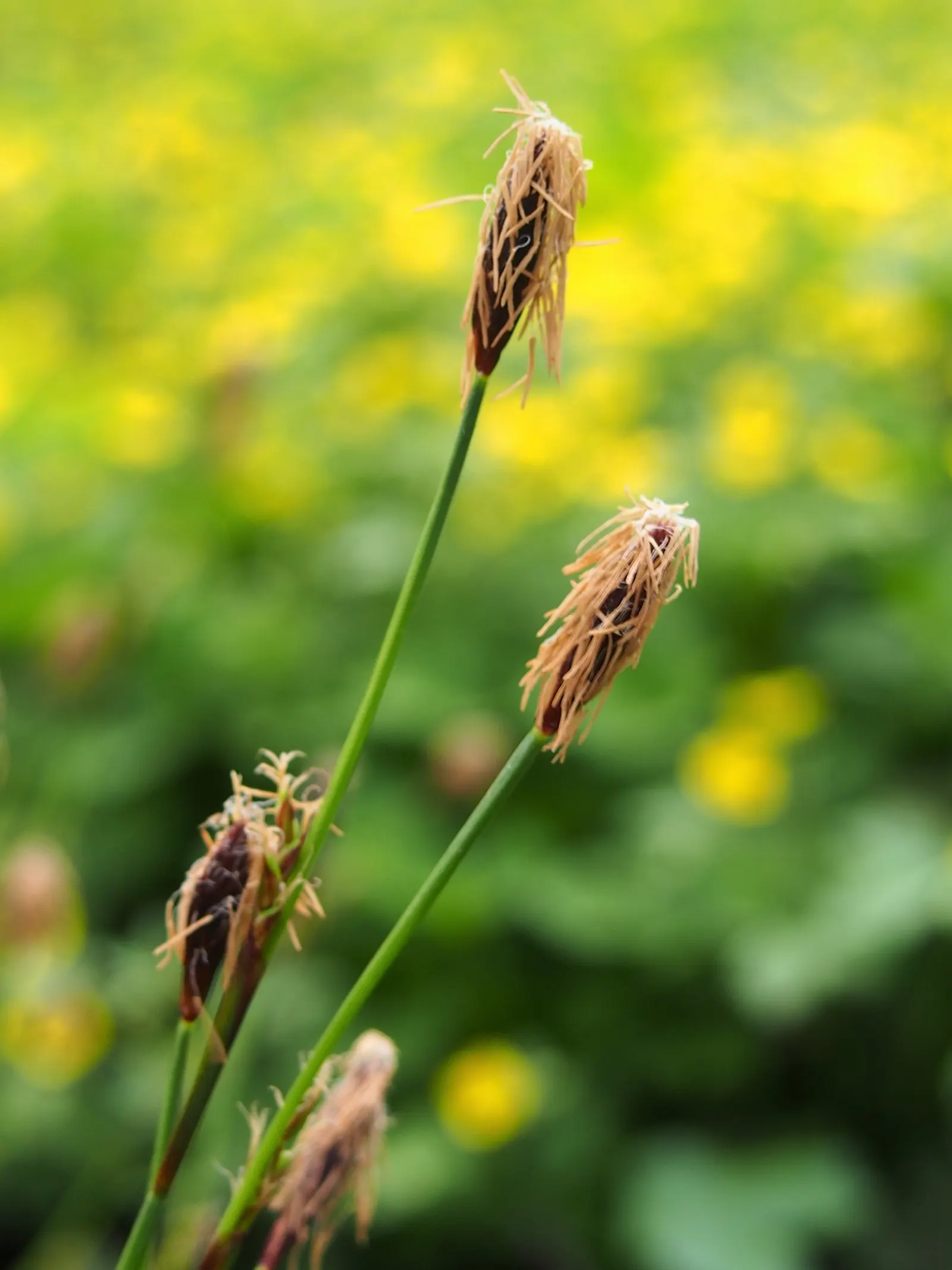 Seersucker Sedge (Carex plantaginea) — This low-maintenance grass-like plant thrives in USDA zones 4-9